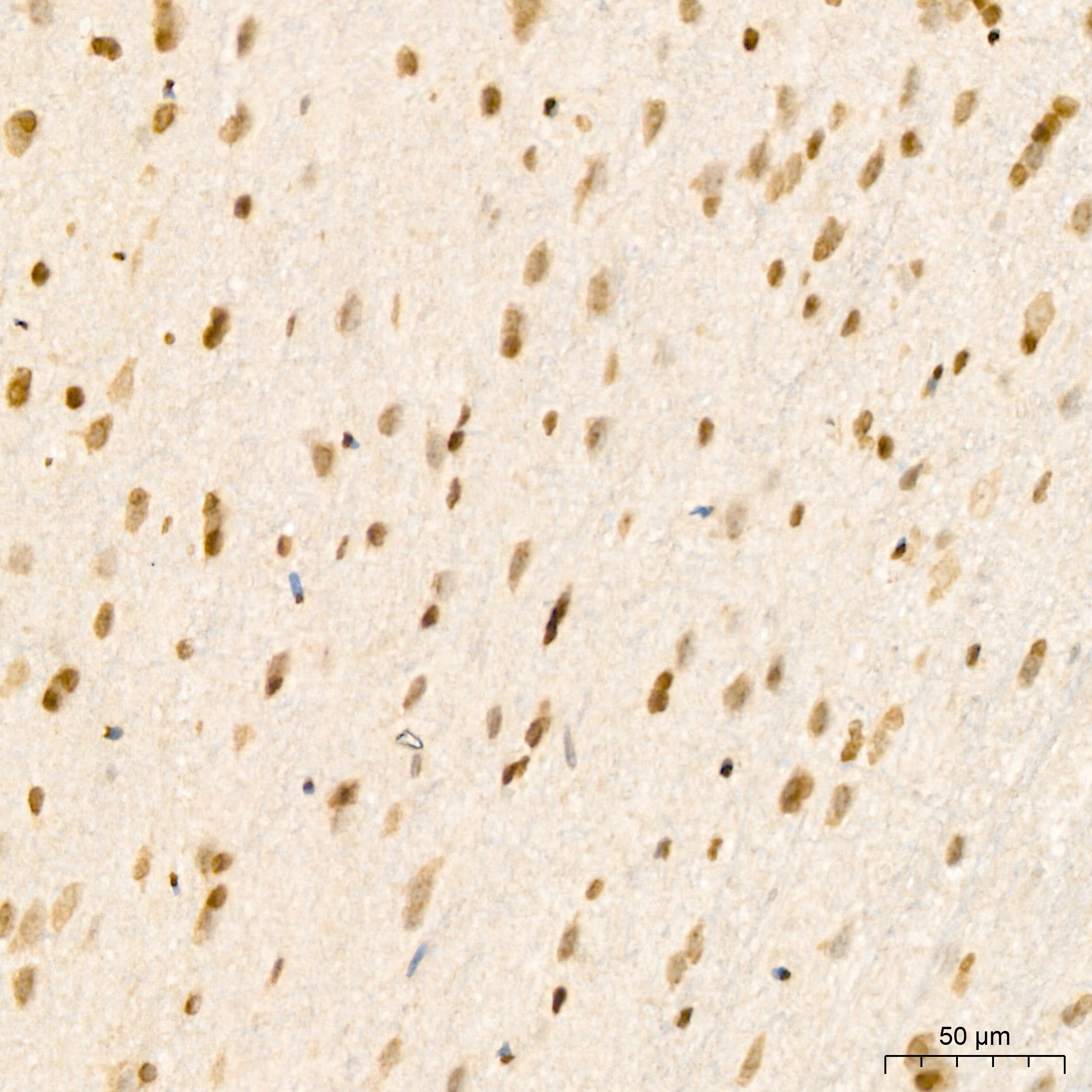 POLR2E Antibody