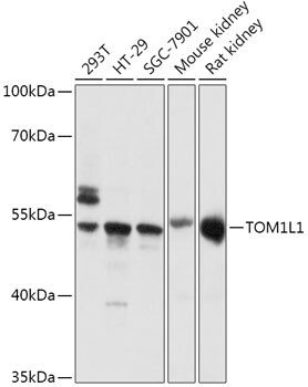 TOM1L1 Antibody