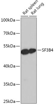 SF3B4 Antibody