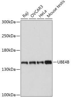 UBE4B Antibody