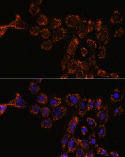 HspA4L Antibody