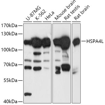 HspA4L Antibody