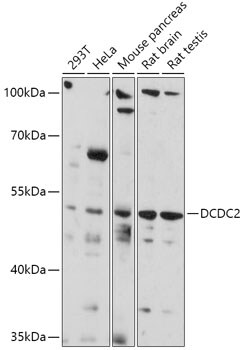 DCDC2 Antibody