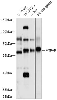 PAPD1 Antibody
