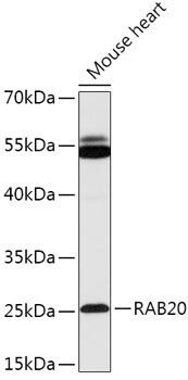 Rab20 Antibody