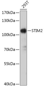 STIM2 Antibody
