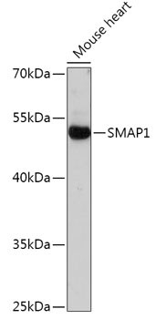 SMAP1 Antibody