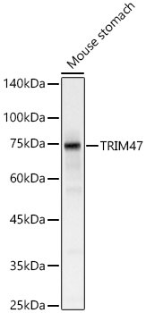 TRIM47 Antibody