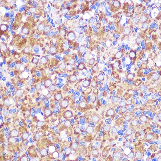 NEK9 Antibody
