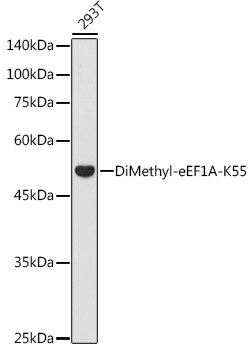 eEF1A1 [Dimethyl Lys55] Antibody
