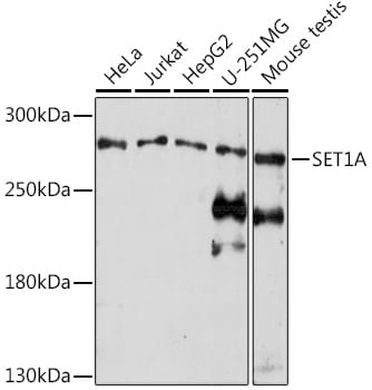 SETD1A Antibody
