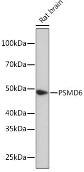 PSMD6 Antibody