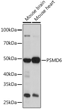 PSMD6 Antibody