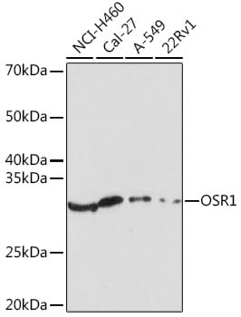 OSR1 Antibody