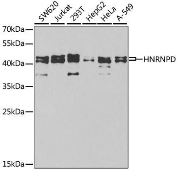AUF1 Antibody