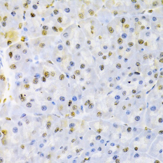 AUF1 Antibody