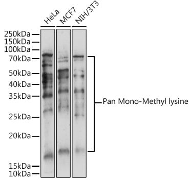 Methyl-Lysine Antibody