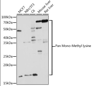 Methyl-Lysine Antibody