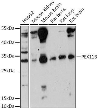 PEX11B Antibody