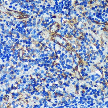 PTRF Antibody