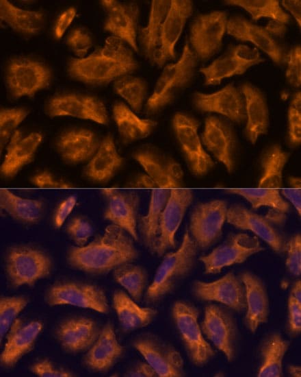 PTRF Antibody