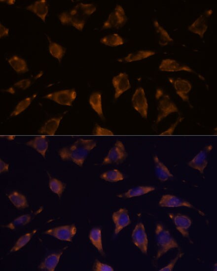 PTRF Antibody