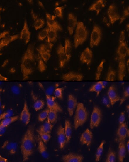 PTRF Antibody