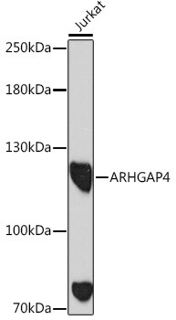 ARHGAP4 Antibody