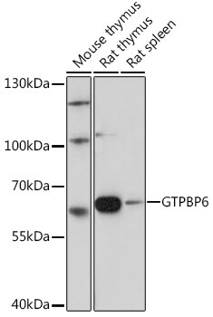 GTPBP6 Antibody
