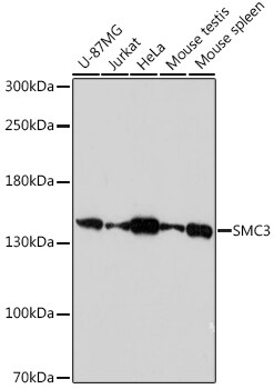 SMC3 Antibody
