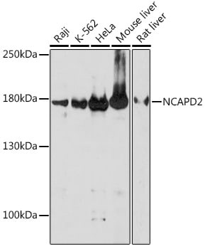 CNAP1 Antibody