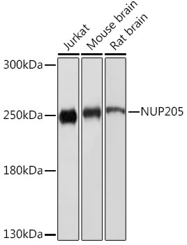 NUP205 Antibody