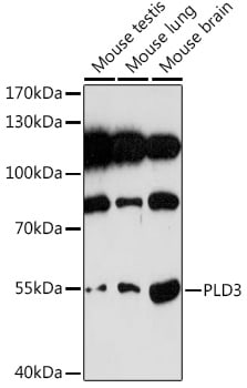 PLD3/Phospholipase D3 Antibody