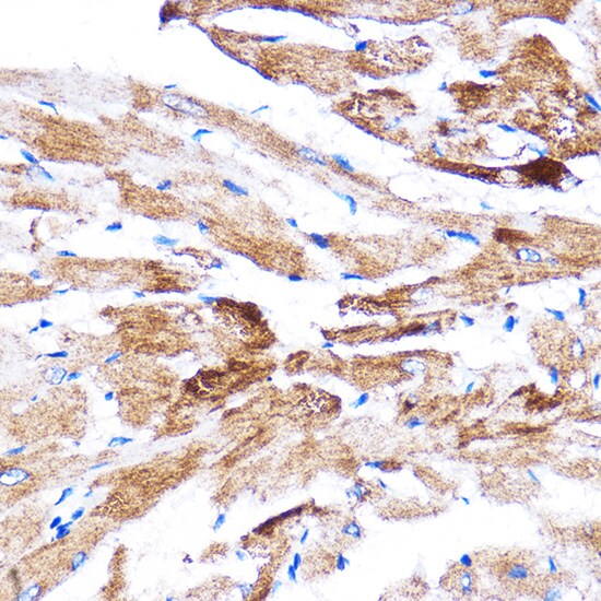 HspB7 Antibody