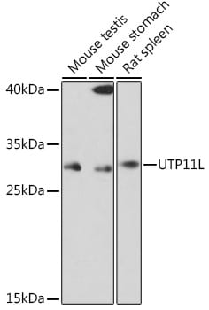 UTP11L Antibody