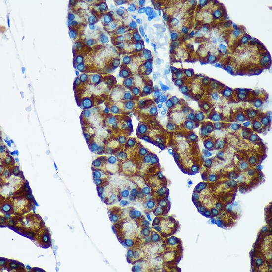 IER5 Antibody