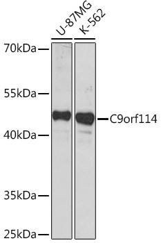 SPOUT1 Antibody