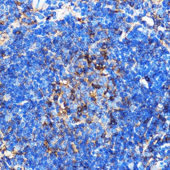 SERINC1 Antibody