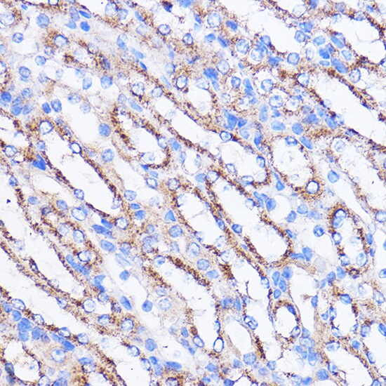 MIER1 Antibody