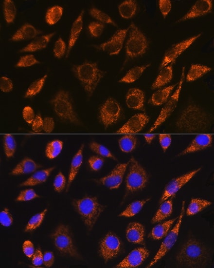 BRUNOL5 Antibody