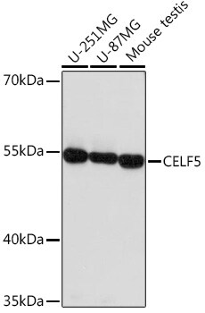 BRUNOL5 Antibody