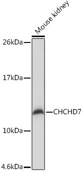 CHCHD7 Antibody