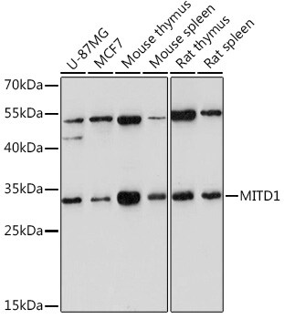 MITD1 Antibody
