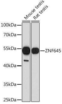 ZNF645 Antibody