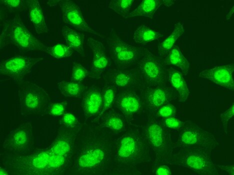 DNA Ligase I Antibody