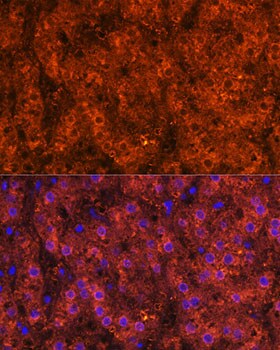 alcohol dehydrogenase Antibody
