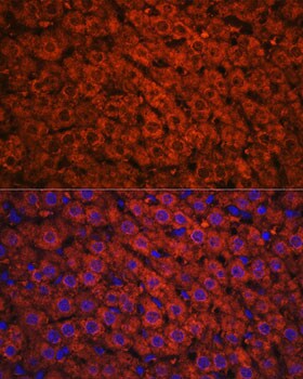 alcohol dehydrogenase Antibody