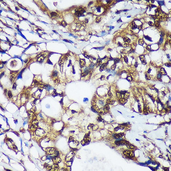 Translin Antibody