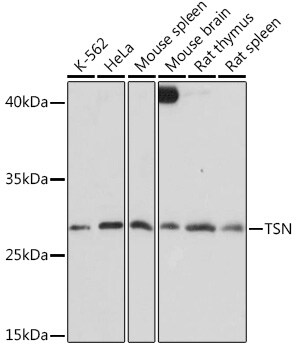Translin Antibody