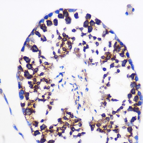 Prostaglandin E Synthase Antibody